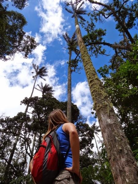 The world's tallest palm trees of the Cocora Valley, Colombia