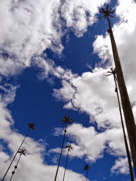 The world's tallest palm trees of the Cocora Valley, Colombia