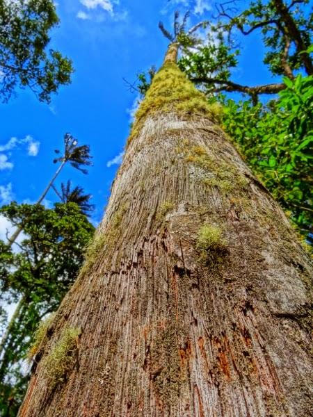 The world's tallest palm trees of the Cocora Valley, Colombia