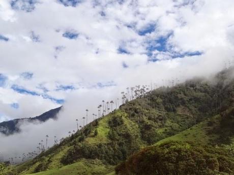 The world's tallest palm trees of the Cocora Valley, Colombia