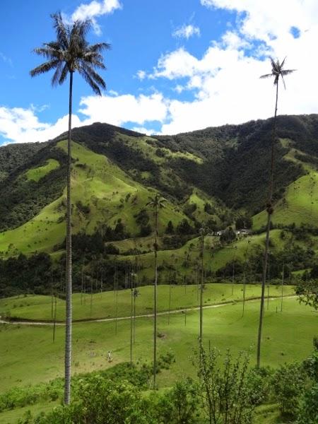 The world's tallest palm trees of the Cocora Valley, Colombia