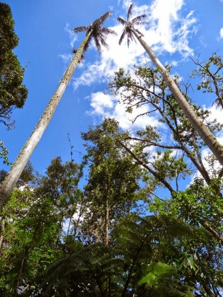 The world's tallest palm trees of the Cocora Valley, Colombia