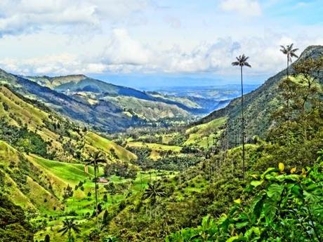 The world's tallest palm trees of the Cocora Valley, Colombia