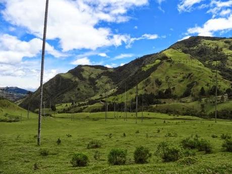 The world's tallest palm trees of the Cocora Valley, Colombia