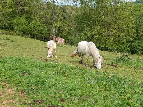 Quantock Greenway South (Part 2)