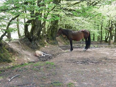 Quantock Greenway South (Part 2)