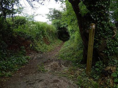 Quantock Greenway South (Part 2)