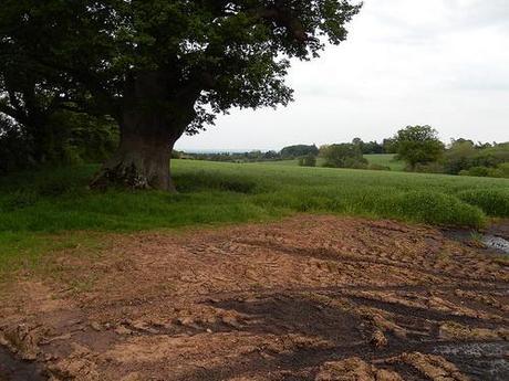 Quantock Greenway South (Part 2)