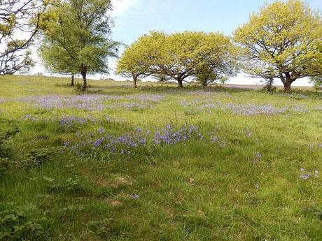 Quantock Greenway South (Part 2)