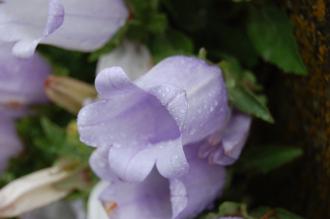 Campanula incurva Flower (07/06/2014, Kew Gardens, London)