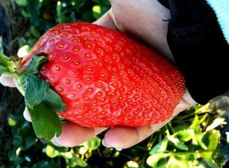 Giant Strawberries
