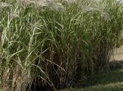 Miscanthus Play Major Role Iowa Agriculture