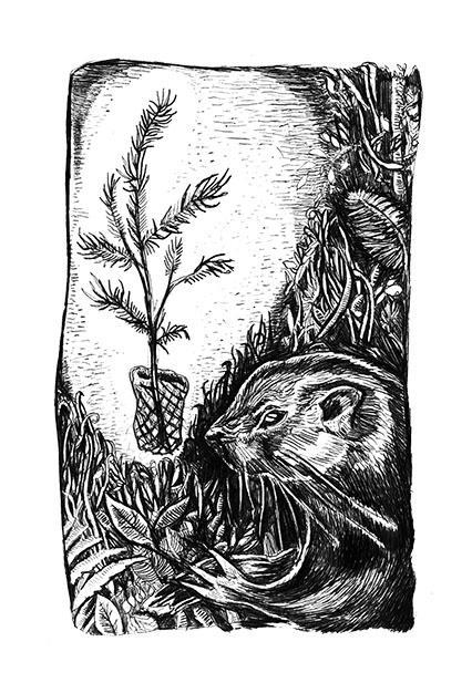 Aplodontia rufa aka the Mountain Beaver. Artwork by Kat Eng.