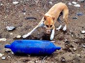 Easington Colliery Beach Free Toys