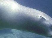 Protect Ocean Animals from Plastic Pollution