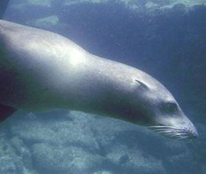 Protect Ocean Animals from Plastic Pollution