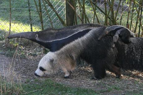 A newborn giant anteater rides on the back of his mom at the San Francisco Zoo on January 20, 2011 in San Francisco, California (AFP Photo/Justin Sullivan) 