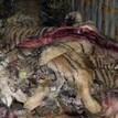 Tiger Day starts an Avaaz petition to close Chinese tiger farms