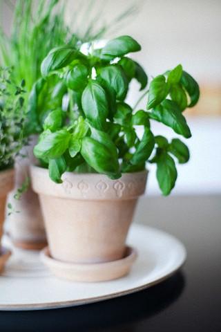 Basil Leaves benefits skin