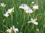 Iris Sibirica ‘White Swirl’