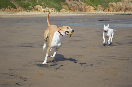 English Bull Terrier and a Lurcher