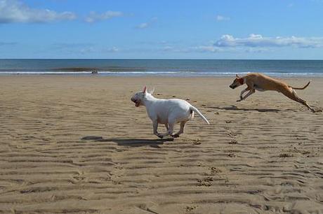 Lurcher and English Bull Terrier
