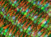 News: Sixth Mass Extinction Species Underway