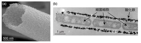 Iron oxide nanoparticles (b) are  formed into nanotubes (a) by bacteria