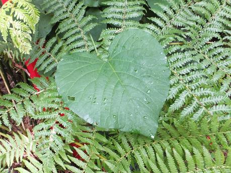 Rain - The Garden in July