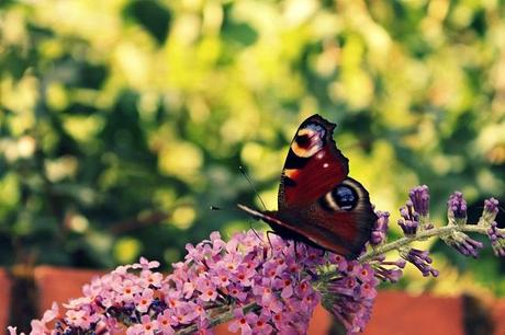 Minimalist Monday: Is a Simpler Life Attainable?