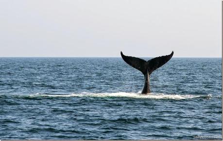 whale6