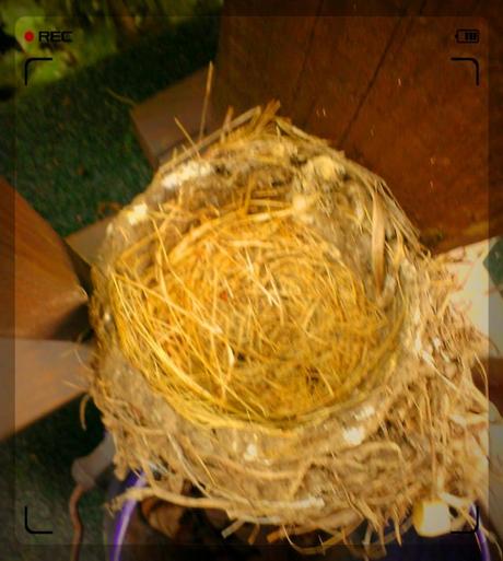 Bird's nest on mom's porch.