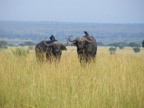 Cape Buffalo Murchison Falls Uganda