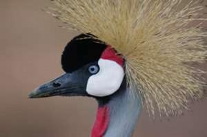 Crested Crane, the emblem of Uganda. PHOTO Andy Gooch