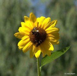 Negatives of Neonicotinoids