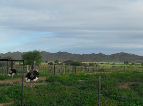 Oudtshoorn, South Africa – The Ostrich Capital of the World