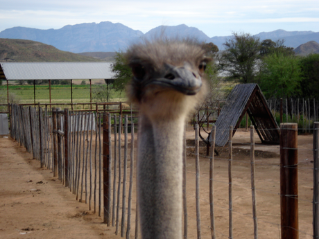 Screen Shot 2014 07 29 at 4.15.22 PM Oudtshoorn, South Africa   The Ostrich Capital of the World