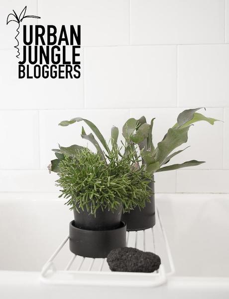 URBAN JUNGLE BLOGGERS | Watering your plants