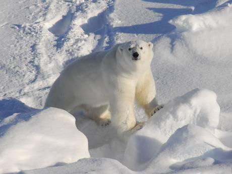 The company said passengers may be able to see endangered polar bears while on the cruise