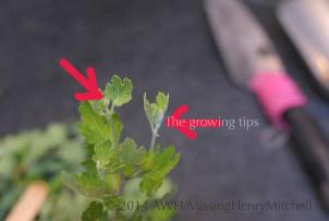 Tutorial: Propagating chrysanthemums from cuttings