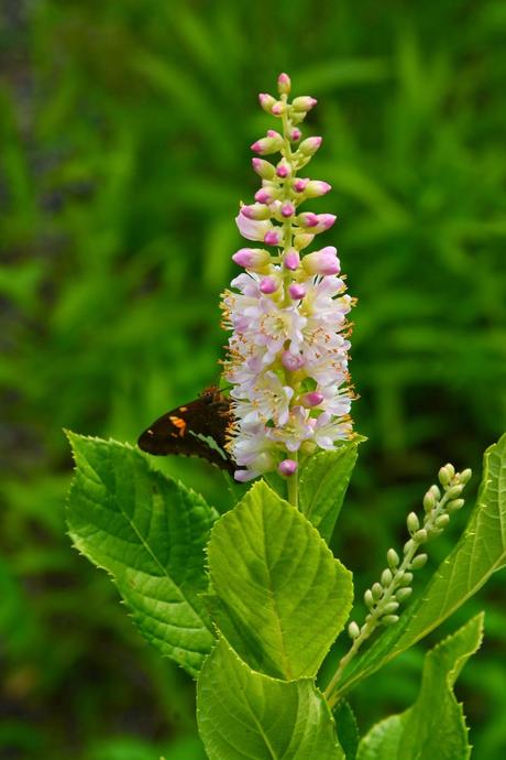 It's Clethra time