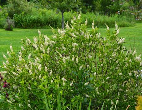 It's Clethra time