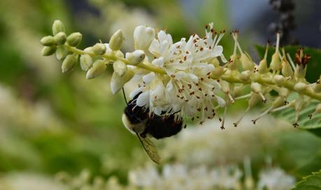 It's Clethra time