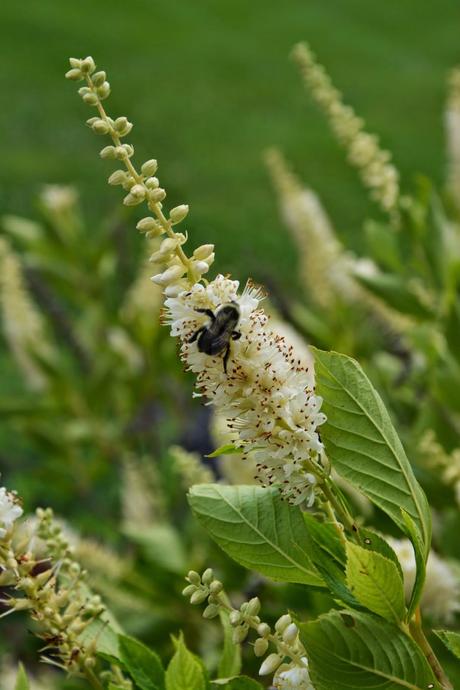 It's Clethra time