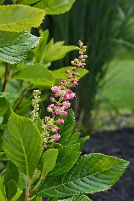 It's Clethra time