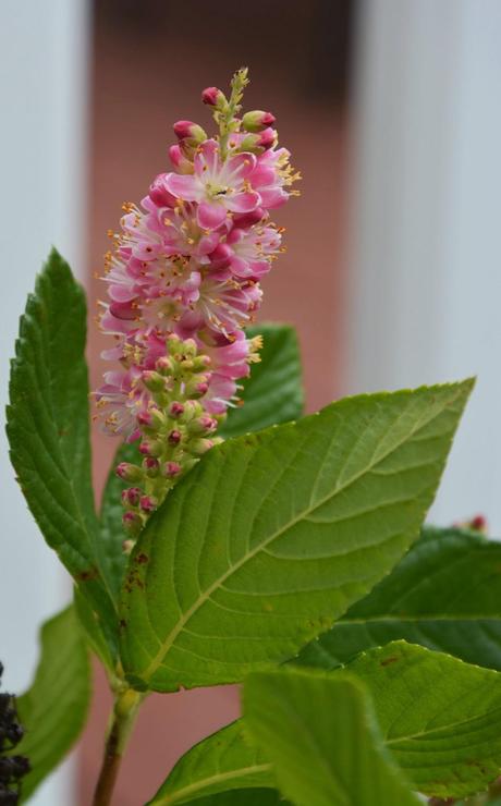 It's Clethra time