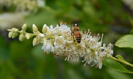 It's Clethra time