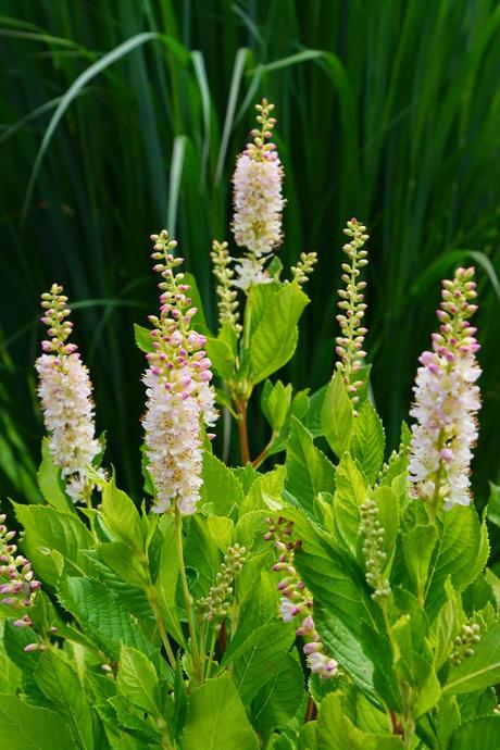 It's Clethra time