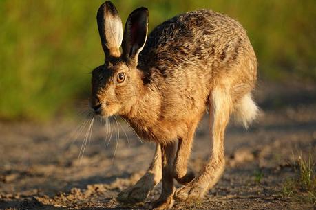 walk in the woods - seven wrens - strange old hare