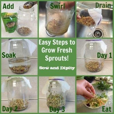 Easy to Grow sprouts